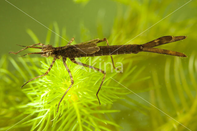 Weidebeekjuffer (Calopteryx splendens)