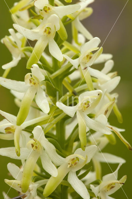 Welriekende nachtorchis (Platanthera bifolia)