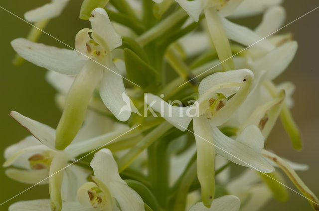 Lesser Butterfly-orchid (Platanthera bifolia)