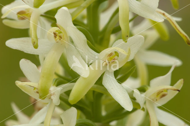 Welriekende nachtorchis (Platanthera bifolia)