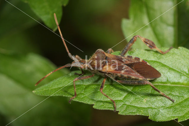 western conifer-seed bug (Leptoglossus occidentalis)