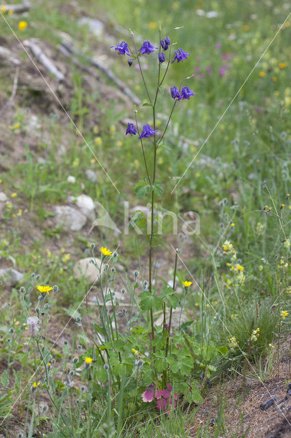 Wilde akelei (Aquilegia vulgaris)