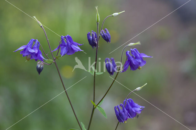 Wilde akelei (Aquilegia vulgaris)