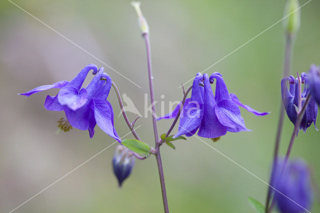 Wilde akelei (Aquilegia vulgaris)