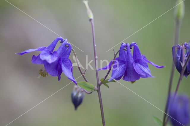 Wilde akelei (Aquilegia vulgaris)