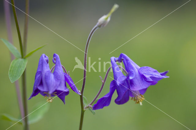 Columbine (Aquilegia vulgaris)