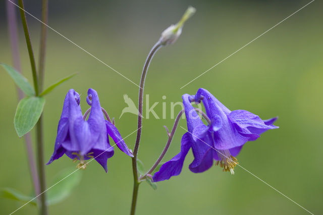 Wilde akelei (Aquilegia vulgaris)