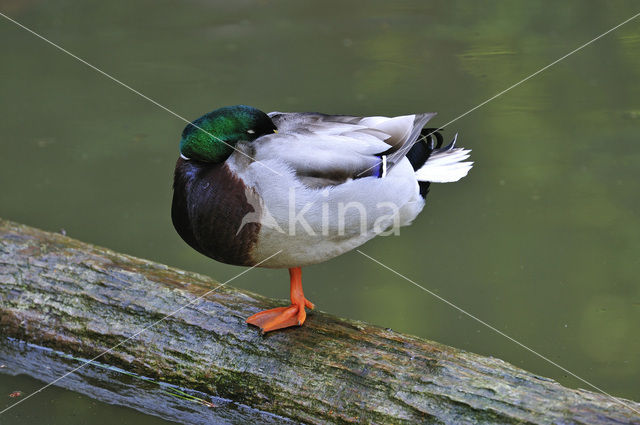 Mallard