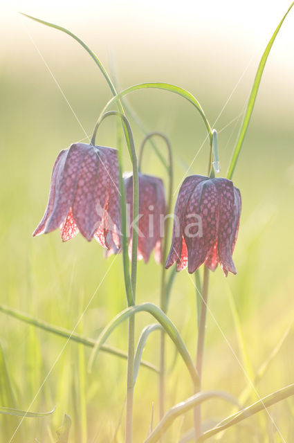 Wilde kievitsbloem (Fritillaria meleagris)