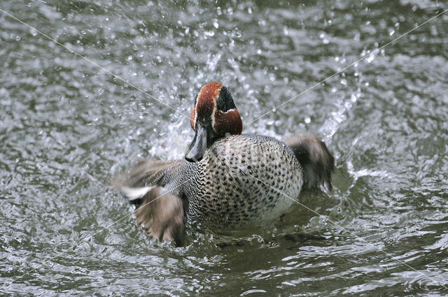 Wintertaling (Anas crecca)