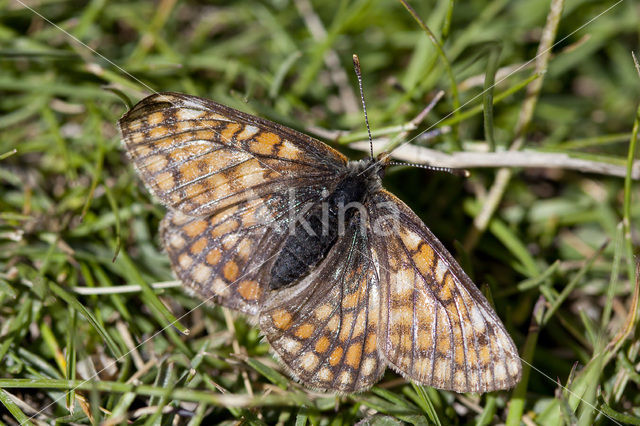 Witbonte parelmoervlinder (Euphydryas cynthia)