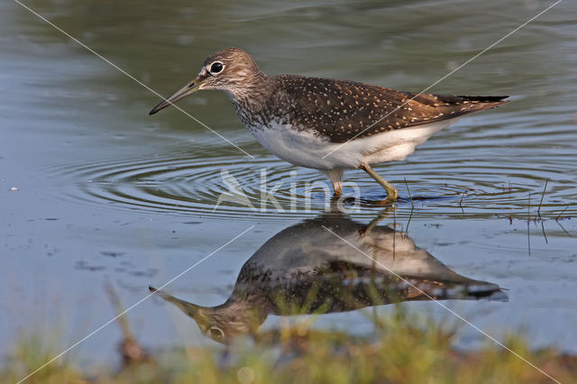 Green Sandpiper (Tringa ochropus)