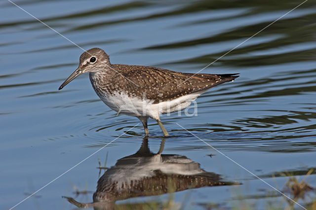 Green Sandpiper (Tringa ochropus)