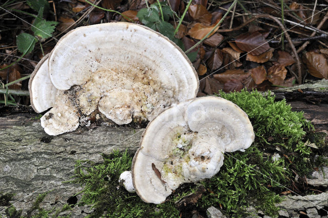 Witte bultzwam (Trametes gibbosa)