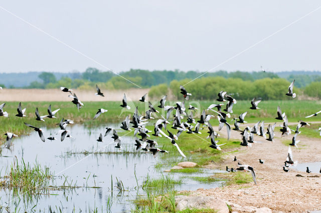 White-winged Tern (Chlidonias leucopterus)