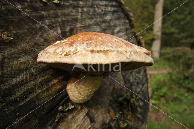 Pholiota populnea