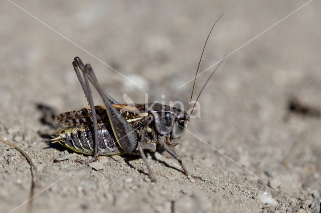 Wrattenbijter (Decticus verrucivorus)