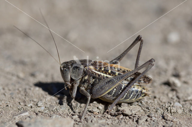 Wart-biter (Decticus verrucivorus)