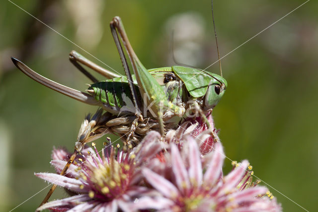 Wrattenbijter (Decticus verrucivorus)