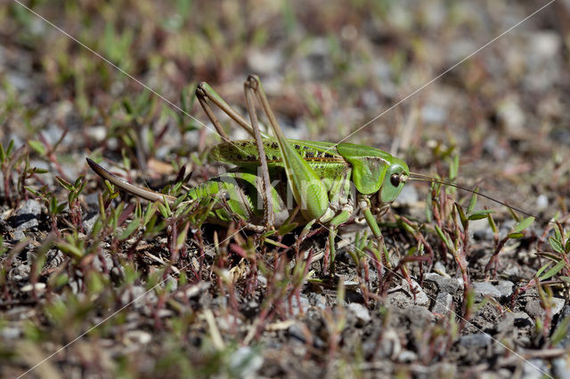 Wart-biter (Decticus verrucivorus)