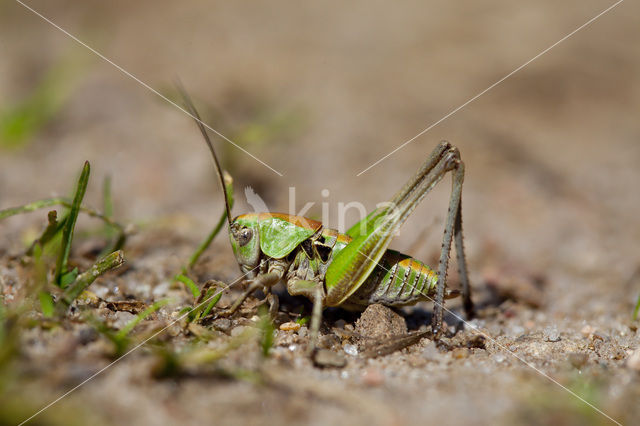 Wrattenbijter (Decticus verrucivorus)