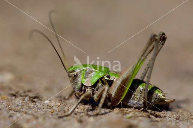 Wrattenbijter (Decticus verrucivorus)