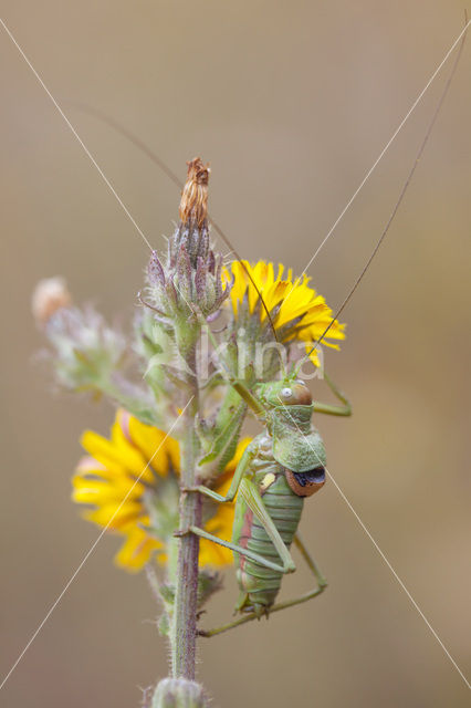 Zadelsprinkhaan (Ephippiger ephippiger)