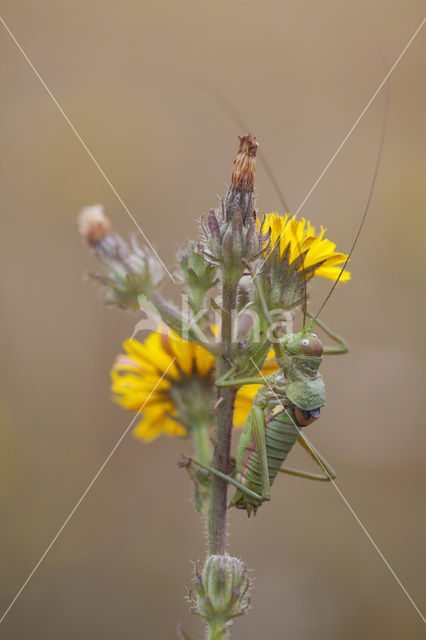 Saddle-backed Bush-cricket (Ephippiger ephippiger)