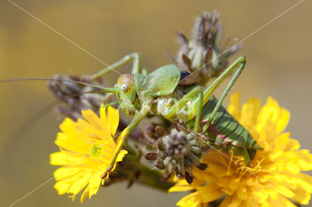 Saddle-backed Bush-cricket (Ephippiger ephippiger)