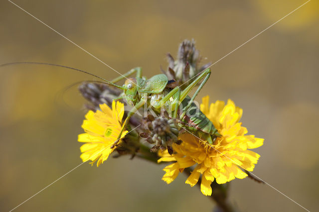 Zadelsprinkhaan (Ephippiger ephippiger)