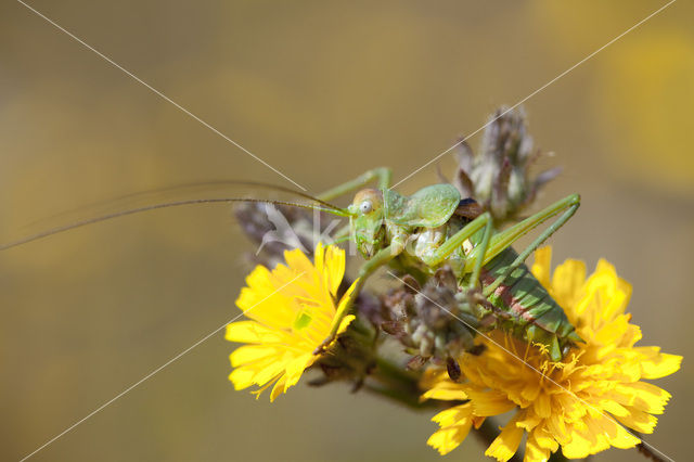 Zadelsprinkhaan (Ephippiger ephippiger)