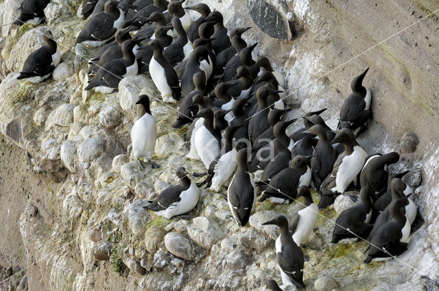 Guillemot