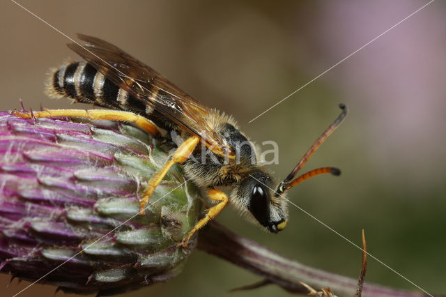 Zesbandgroefbij (Halictus sexcinctus)