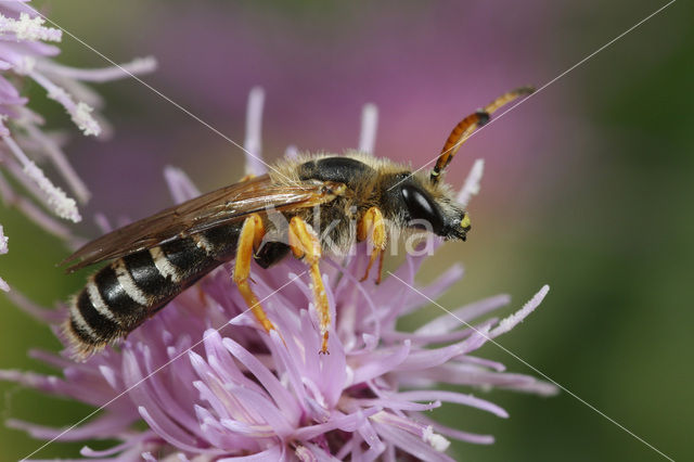 Zesbandgroefbij (Halictus sexcinctus)