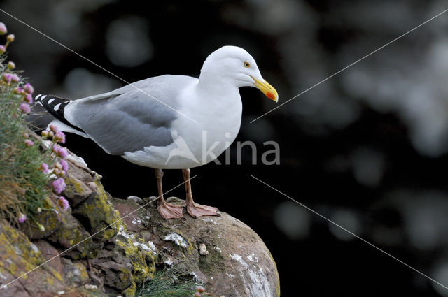 Herring Gull (Larus argentatus)