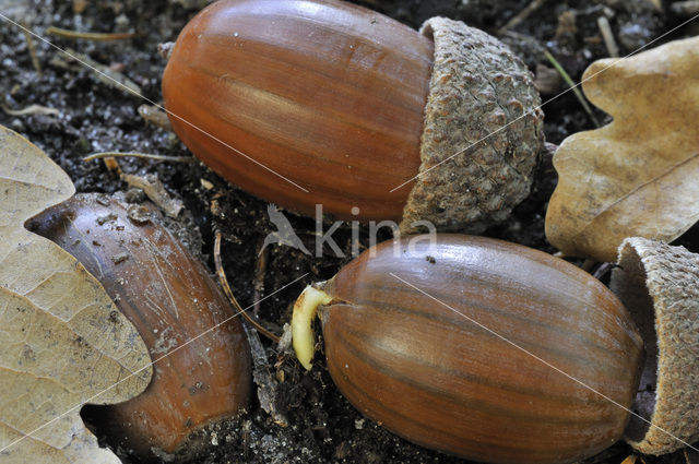 Zomereik (Quercus robur)