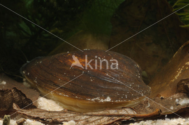 Zwanenmossel (Anodonta cygnea)