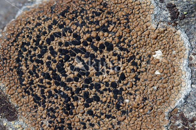 Lecidea lithophila