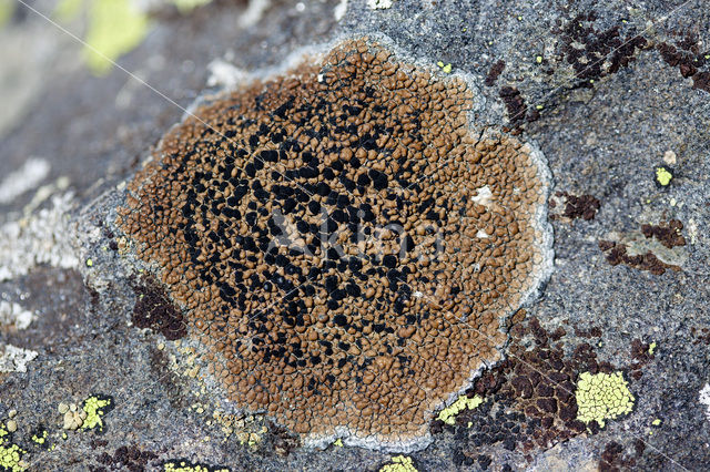 Lecidea lithophila