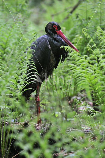 Black Stork (Ciconia nigra)