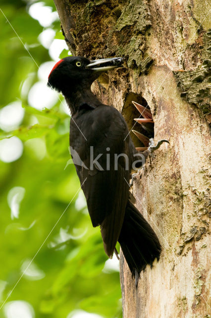 Black Woodpecker (Dryocopus martius)