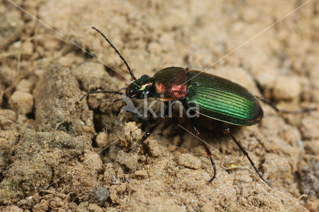 Zwartsprietfluweelloper (Chlaenius nigricornis)