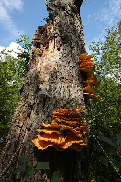 Zwavelzwam (Laetiporus sulphureus)