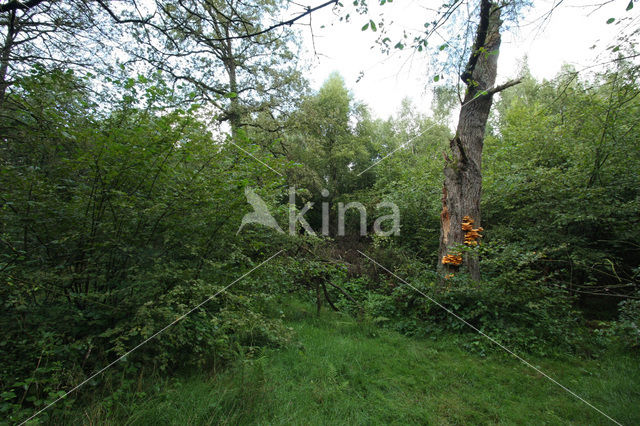 Zwavelzwam (Laetiporus sulphureus)