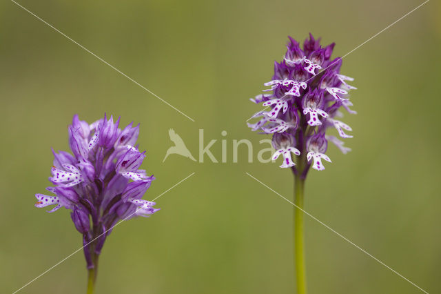 Burnt Orchid x three-toothed orchid (Neotinea ustulata x Neotinea tridentata)