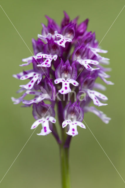 Burnt Orchid x three-toothed orchid (Neotinea ustulata x Neotinea tridentata)