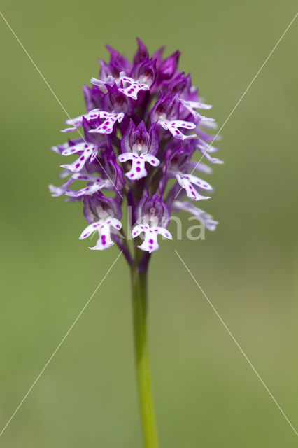 Aangebrande orchis x Drietandorchis (Neotinea ustulata x Neotinea tridentata)