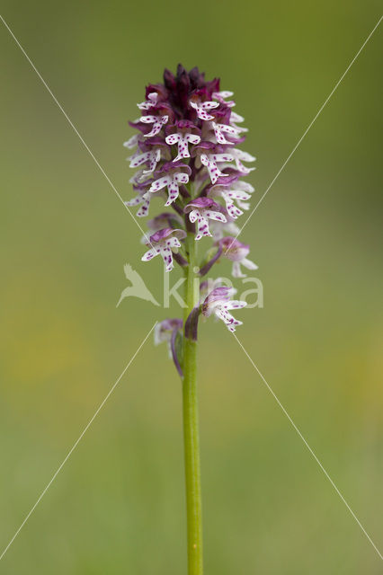 Aangebrande orchis (Neotinea ustulata)