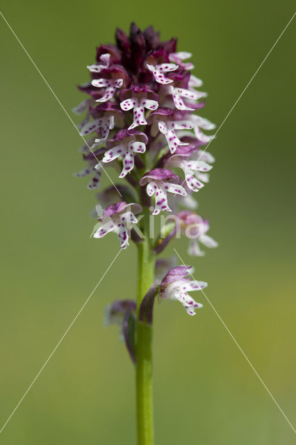 Aangebrande orchis (Neotinea ustulata)