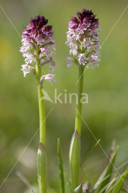 Burnt Orchid (Neotinea ustulata)